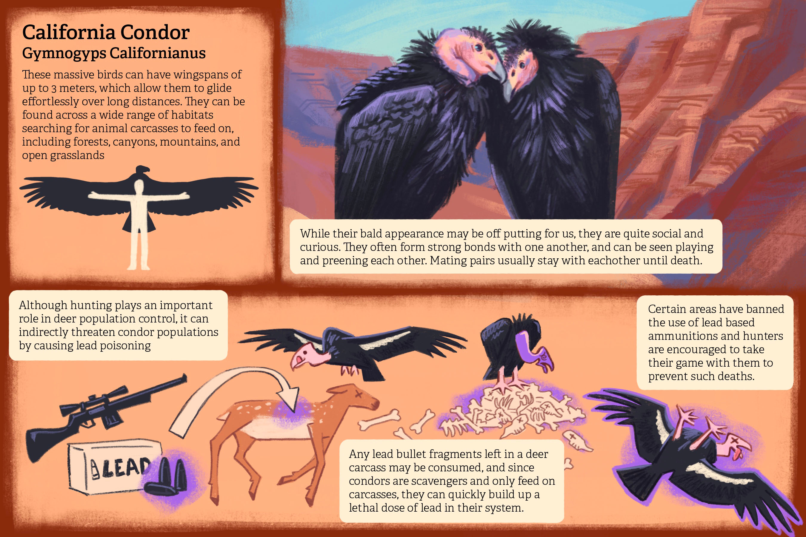 Condor Info